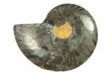 Cut & Polished Ammonite Fossil (Half) - Unusual Black Color #296296-1